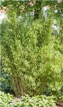Fargesia murielae 'Standing Stone'® - Gartenbambus 'Standing Stone'® Fargesia murielae 'Standing Stone'® - Gartenbambus 'Standing Stone'®
