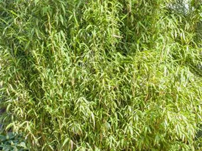 Fargesia murielae 'Standing Stone'® - Gartenbambus 'Standing Stone'® Fargesia murielae 'Standing Stone'® - Gartenbambus 'Standing Stone'®