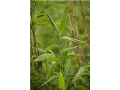 Fargesia murielae 'Super Jumbo'(s) - Gartenbambus 'Super Jumbo'(s) Fargesia murielae 'Super Jumbo'(s) - Gartenbambus 'Super Jumbo'(s)
