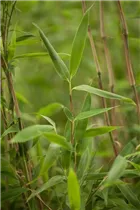 Fargesia murielae 'Super Jumbo'(s) - Gartenbambus 'Super Jumbo'(s) Fargesia murielae 'Super Jumbo'(s) - Gartenbambus 'Super Jumbo'(s)
