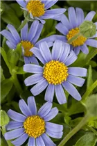 Felicia amelloides - Blaue Kapaster Felicia amelloides - Blaue Kapaster