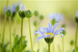 Felicia amelloides - Blaue Kapaster Felicia amelloides - Blaue Kapaster