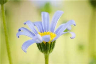 Felicia amelloides - Blaue Kapaster Felicia amelloides - Blaue Kapaster