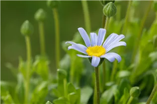 Felicia amelloides - Blaue Kapaster Felicia amelloides - Blaue Kapaster
