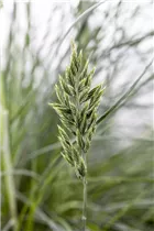 Festuca glauca - Blau-Schwingel Festuca glauca - Blau-Schwingel