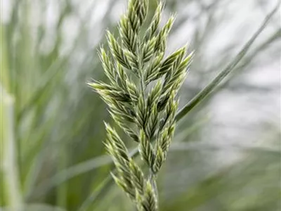 Festuca glauca - Blau-Schwingel Festuca glauca - Blau-Schwingel