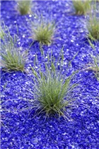 Festuca glauca - Blau-Schwingel Festuca glauca - Blau-Schwingel