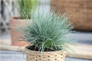 Festuca glauca - Blau-Schwingel Festuca glauca - Blau-Schwingel