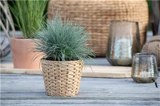 Festuca glauca - Blau-Schwingel Festuca glauca - Blau-Schwingel