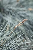 Festuca glauca - Blau-Schwingel Festuca glauca - Blau-Schwingel