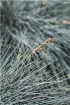 Festuca glauca - Blau-Schwingel Festuca glauca - Blau-Schwingel