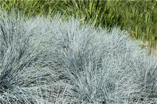 Festuca glauca - Blau-Schwingel Festuca glauca - Blau-Schwingel