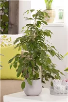 Ficus benjamina - Birken-Feige Ficus benjamina - Birken-Feige