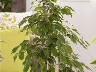 Ficus benjamina - Birken-Feige Ficus benjamina - Birken-Feige