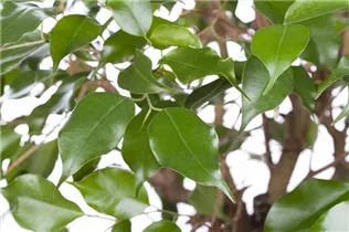 Ficus benjamina - Birken-Feige Ficus benjamina - Birken-Feige
