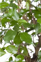 Ficus benjamina - Birken-Feige Ficus benjamina - Birken-Feige