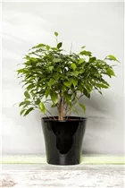 Ficus benjamina - Birken-Feige Ficus benjamina - Birken-Feige