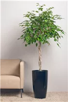 Ficus benjamina - Birken-Feige Ficus benjamina - Birken-Feige