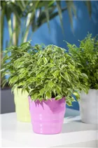 Ficus benjamina - Birken-Feige Ficus benjamina - Birken-Feige