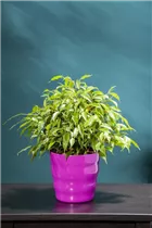 Ficus benjamina - Birken-Feige Ficus benjamina - Birken-Feige