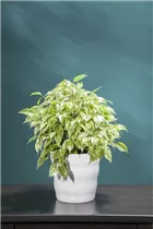 Ficus benjamina - Birken-Feige Ficus benjamina - Birken-Feige