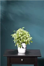 Ficus benjamina - Birken-Feige Ficus benjamina - Birken-Feige
