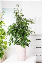Ficus benjamina - Birken-Feige Ficus benjamina - Birken-Feige