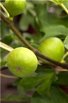 Ficus carica - Echte Feige