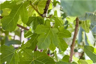 Ficus carica - Echte Feige