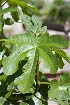 Ficus carica - Echte Feige