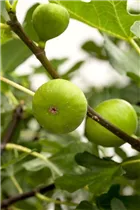 Ficus carica - Echte Feige