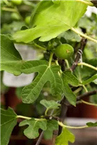 Ficus carica - Echte Feige