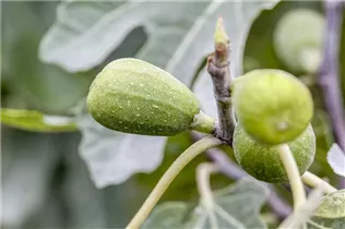 Ficus carica - Echte Feige