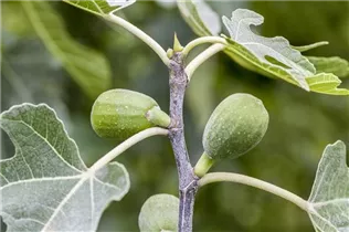 Ficus carica - Echte Feige