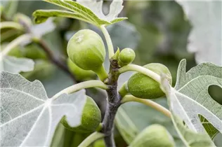 Ficus carica - Echte Feige