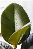 Ficus elastica - Gummibaum