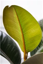 Ficus elastica - Gummibaum