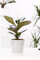 Ficus elastica - Gummibaum