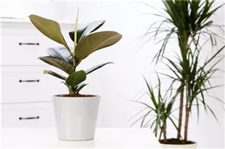 Ficus elastica - Gummibaum