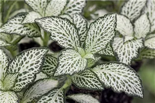 Fittonia albivenis - Fittonie Fittonia albivenis - Fittonie