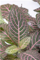 Fittonia verschaffeltii - Fittonie