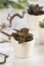 Fittonia verschaffeltii - Fittonie