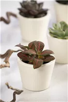 Fittonia verschaffeltii - Fittonie