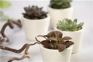 Fittonia verschaffeltii - Fittonie