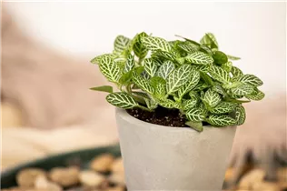 Fittonia verschaffeltii - Fittonie