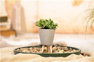 Fittonia verschaffeltii - Fittonie