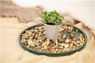 Fittonia verschaffeltii - Fittonie