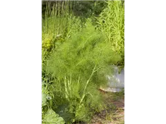 Foeniculum vulgare - Gewöhnlicher Fenchel Foeniculum vulgare - Gewöhnlicher Fenchel