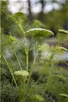 Foeniculum vulgare - Gewöhnlicher Fenchel Foeniculum vulgare - Gewöhnlicher Fenchel