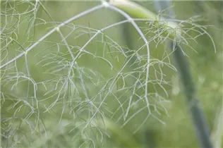 Foeniculum vulgare - Gewöhnlicher Fenchel Foeniculum vulgare - Gewöhnlicher Fenchel